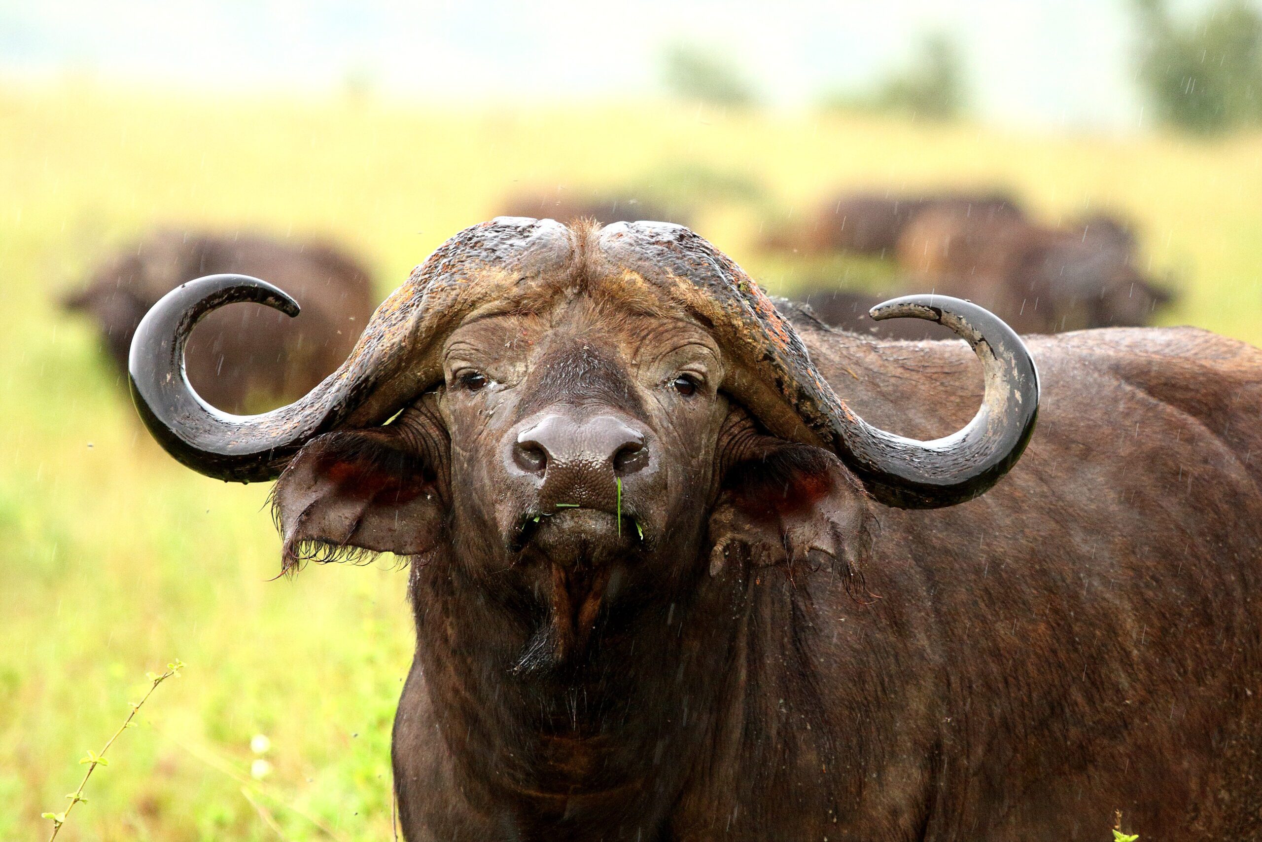 Tracking, Primitive trails, Lowveld Trails Co, Makuya Primitive Trail, Lowveld Trails Co., Levuvhu River, Primitive Trail, Makuya Nature Reserve, Mentorship trails, Trails guides, FGASA qualification, Lowveld Trails Company, Trails Company South Africa, Trails Company Limpopo, Walking Trails, Trails guide training, Lowveld Trails Company Hoedspruit South Africa, Animal Tracking