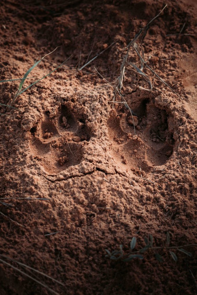 Primitive trails, Lowveld Trails Co, Makuya Primitive Trail, Lowveld Trails Co., Levuvhu River, Primitive Trail, Makunya Nature Reserve, Mentorship trails, Trails guides, FGASA qualification, Lowveld Trails Company, Trails Company South Africa, Trails Company Limpopo, Walking Trails, Trails guide training, Lowveld Trails Company Hoedspruit South Africa, track sign course, Track & Sign Course