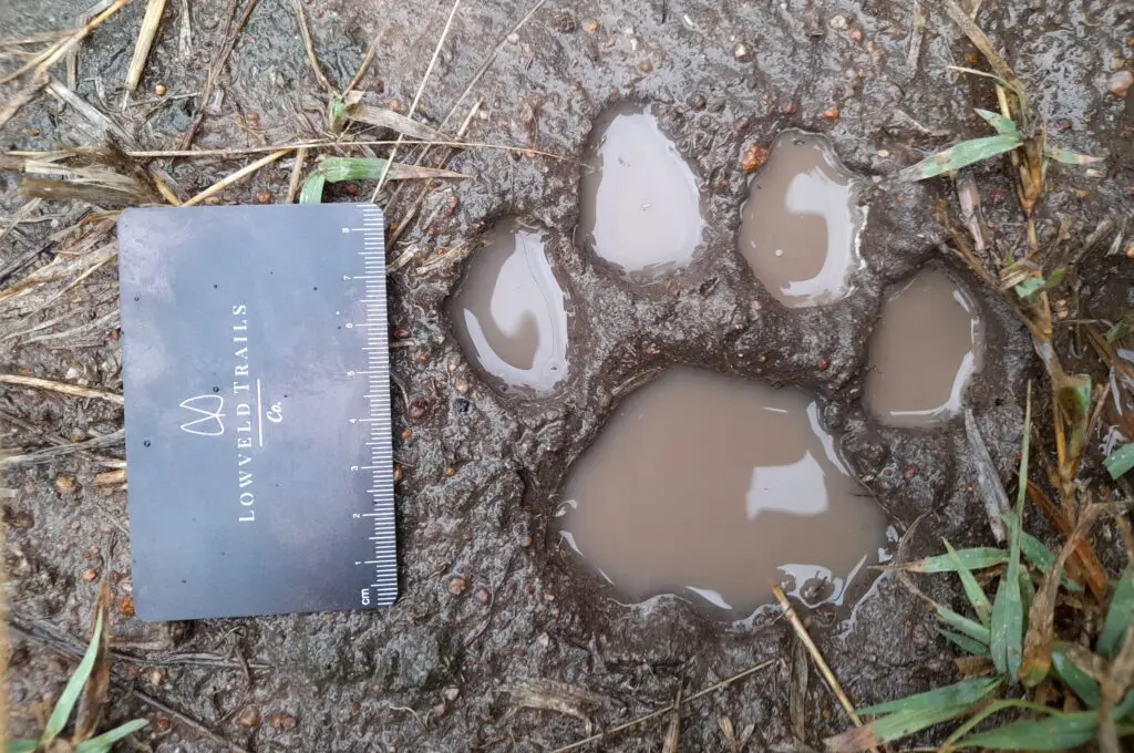 Track, Track & Sign Course, Lowveld Trails Company