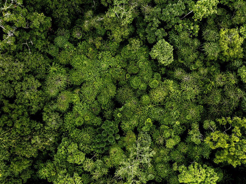 wilderness and neuroplasticity, nature vs psychedelics, MEQ30 wilderness study, default mode network nature, transformative wilderness trails, Lowveld Trails research, mystical experience questionnaire, mental well-being in nature.