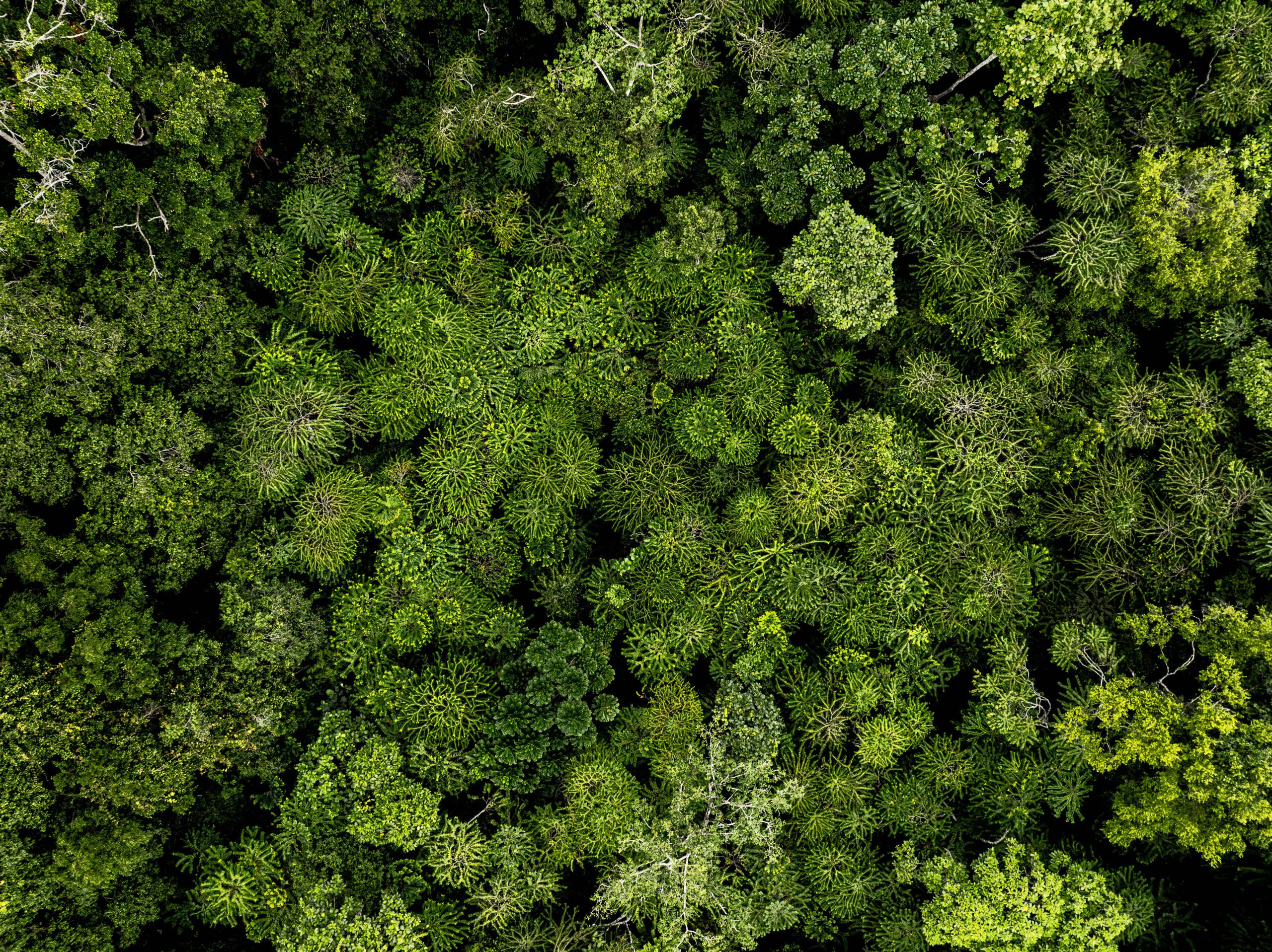 wilderness and neuroplasticity, nature vs psychedelics, MEQ30 wilderness study, default mode network nature, transformative wilderness trails, Lowveld Trails research, mystical experience questionnaire, mental well-being in nature.